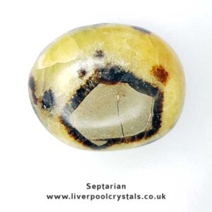 Septarian Palm Stone