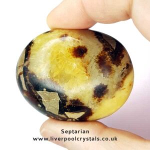 Septarian Palm Stone