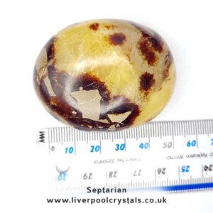 Septarian Palm Stone