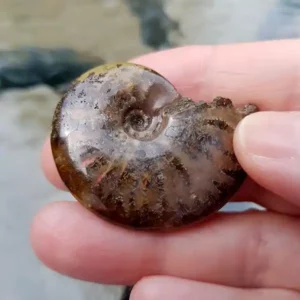 Cleoniceras Ammonite